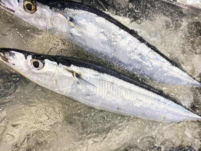 金粂 新メニュー紹介 北海道産 新さんま塩焼き定食 渋谷スクランブルスクエア 東急百貨店プロデュースショップ 金粂 新メニュー紹介 北海道産 新さんま塩焼き定食 渋谷スクランブルスクエア 東急百貨店プロデュースショップ