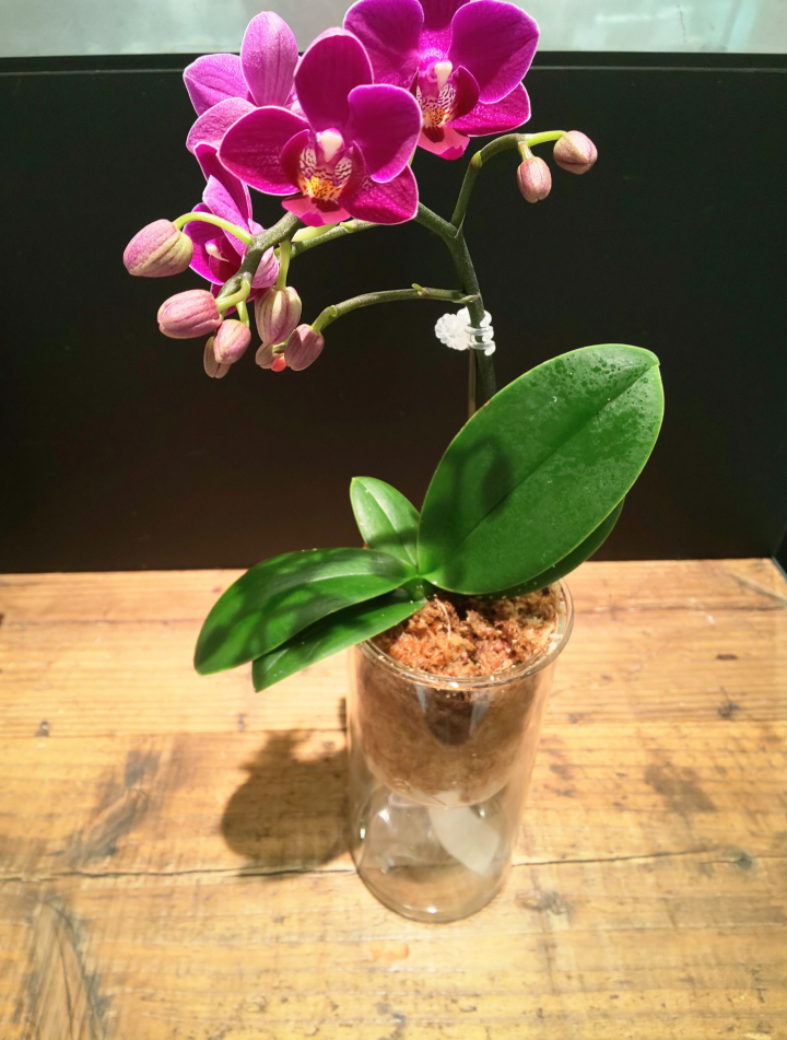 青山フラワーマーケット デリスタイル 幸福を呼び寄せるお花 ミニコチョウラン 渋谷スクランブルスクエア 東急百貨店プロデュースショップ