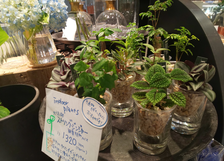 青山フラワーマーケット デリスタイル 夏に大人気の観葉植物 ウォーターマッシュルーム 渋谷スクランブルスクエア 東急百貨店プロデュースショップ